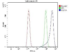 Flow Cytometry analysis of HEL cells using anti-RUFY4 antibody (ABIN7599475). (RUFY4 anticorps  (AA 1-553))