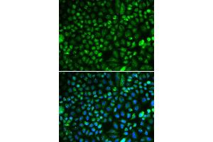Immunofluorescence (IF) image for anti-Proliferation-Associated 2G4, 38kDa (PA2G4) antibody (ABIN1876564) (PA2G4 anticorps)