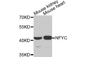 Western blot analysis of extracts of various cell lines, using NFYC antibody. (NFYC anticorps)