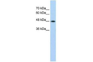 Cytokeratin 17 antibody used at 0.