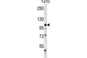 Western Blotting (WB) image for anti-EPH Receptor B1 (EPHB1) antibody (ABIN3003344) (EPH Receptor B1 anticorps)