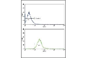 Flow cytometric analysis of NCI- cells using CCK4 (PTK7) Antibody (N-term) (bottom histogram) compared to a negative control cell (top histogram). (PTK7 anticorps  (N-Term))