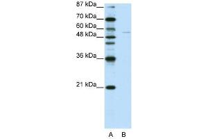 GRHL3 antibody used at 0. (GRHL3 anticorps  (C-Term))