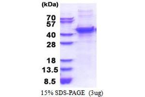 SDS-PAGE (SDS) image for Matrix Metallopeptidase 13 (Collagenase 3) (MMP13) (AA 104-471) protein (His tag) (ABIN6387374)