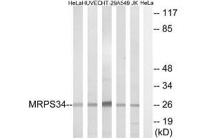 Western Blotting (WB) image for anti-Mitochondrial Ribosomal Protein S34 (MRPS34) (C-Term) antibody (ABIN1851564) (MRPS34 anticorps  (C-Term))