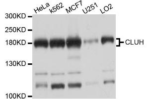 Western blot analysis of extracts of various cell lines, using CLUH antibody. (CLUH anticorps)