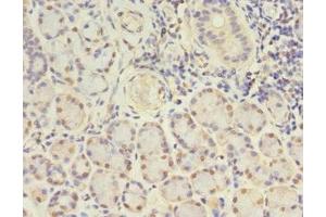 Immunohistochemistry of paraffin-embedded human pancreatic tissue using ABIN7153621 at dilution of 1:100 (GJB5 anticorps  (AA 211-273))