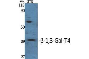Western Blotting (WB) image for anti-UDP-Gal:betaGlcNAc beta 1,3-Galactosyltransferase, Polypeptide 4 (B3GALT4) (Internal Region) antibody (ABIN3180957) (B3GALT4 anticorps  (Internal Region))