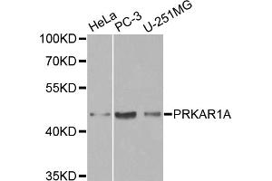 Western blot analysis of extracts of various cell lines, using PRKAR1A antibody. (PRKAR1A anticorps)