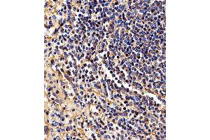 Immunohistochemical analysis of paraffin-embedded H.