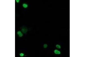 Image no. 1 for anti-Chromosome 20 Open Reading Frame 43 (C20orf43) antibody (ABIN1497039)