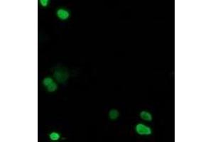 Image no. 1 for anti-Chromosome 20 Open Reading Frame 43 (C20orf43) antibody (ABIN1497039) (C20orf43 anticorps)