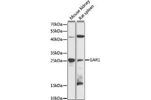 Western blot analysis of extracts of various cell lines, using G antibody (ABIN6132417, ABIN6140961, ABIN6140962 and ABIN6216489) at 1:3000 dilution.