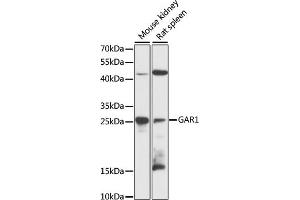 Western blot analysis of extracts of various cell lines, using G antibody (ABIN6132417, ABIN6140961, ABIN6140962 and ABIN6216489) at 1:3000 dilution. (GAR1 anticorps  (AA 60-170))
