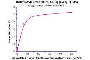 Immobilized Yervoy Ipilimumab at 5 μg/mL (100 µl/well),can bind Biotinylated Human Fc gamma RIIB / CD32b (Cat# CDB-H82E0) with a linear range of 2-62 ng/mL.