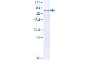 Image no. 1 for Dopa Decarboxylase (Aromatic L-Amino Acid Decarboxylase) (DDC) (AA 1-480) protein (GST tag) (ABIN1351264)