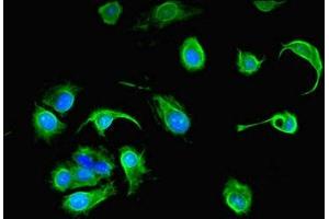 Immunofluorescent analysis of MCF-7 cells using ABIN7164637 at dilution of 1:100 and Alexa Fluor 488-congugated AffiniPure Goat Anti-Rabbit IgG(H+L)
