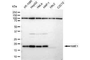 Western blotting analysis using NME1 antibody (ABIN7799616).