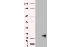 Image no. 1 for anti-Neurogenin 1 (NEUROG1) antibody (ABIN1499699) (Neurogenin 1 anticorps)