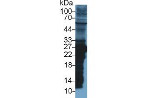 Western Blot; Sample: Rat Liver lysate; Primary Ab: 1µg/ml Rabbit Anti-Rat GSTm2 Antibody Second Ab: 0. (GSTM2 anticorps  (AA 1-218))