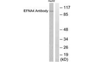 Western blot analysis of extracts from HepG2 cells, using EFNA4 Antibody. (EFNA4 anticorps  (AA 131-180))