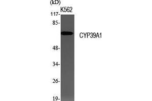Western Blot (WB) analysis of specific cells using CYP39A1 Polyclonal Antibody.