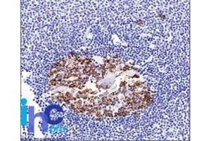 Formalin-fixed, paraffin-embedded normal human spleen tissue stained with CDw75 Mouse Monoclonal Antibody (LN-1). (ST6GAL1 anticorps)
