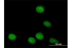 Immunofluorescence of purified MaxPab antibody to TLE4 on HeLa cell. (TLE4 anticorps  (AA 1-773))