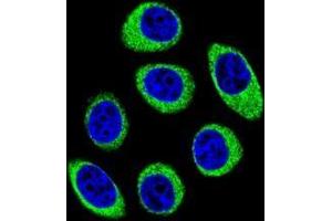 Confocal immunofluorescent analysis of PCDH1 Antibody (N-term)(Cat#AP53193PU-N) with U-251MG cell followed by Alexa Fluor 488-conjugated goat anti-rabbit lgG (green).