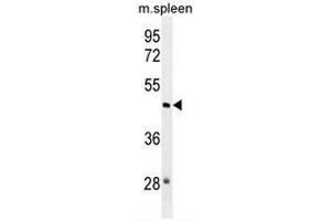 NSUN3 Antibody (N-term) western blot analysis in mouse spleen tissue lysates (35µg/lane). (NSUN3 anticorps  (N-Term))