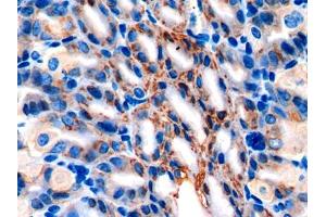 IHC-P analysis of Mouse Stomach Tissue, with DAB staining. (AGR2 anticorps  (AA 21-175))