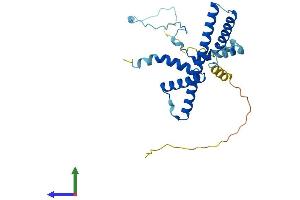 AlphaFold protein structure predicition of Human Recombinant RRP36 Protein, UniprotID Q96EU6