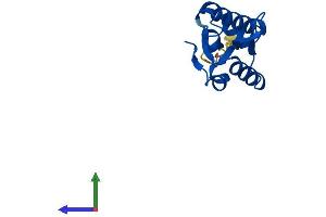 AlphaFold protein structure predicition of Mouse Recombinant Ptrhd1 Protein, UniprotID D3Z4S3