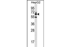 GGT2 Antibody (N-term) (ABIN656774 and ABIN2845993) western blot analysis in HepG2 cell line lysates (35 μg/lane). (gGT2 anticorps  (N-Term))