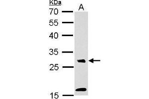 WB Image MAF1 antibody detects MAF1 protein by Western blot analysis. (MAF1 anticorps  (Center))