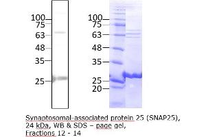 Western Blotting (WB) image for Synaptosomal-Associated Protein, 25kDa (SNAP25) (AA 1-206) protein (Strep Tag) (ABIN3076996)