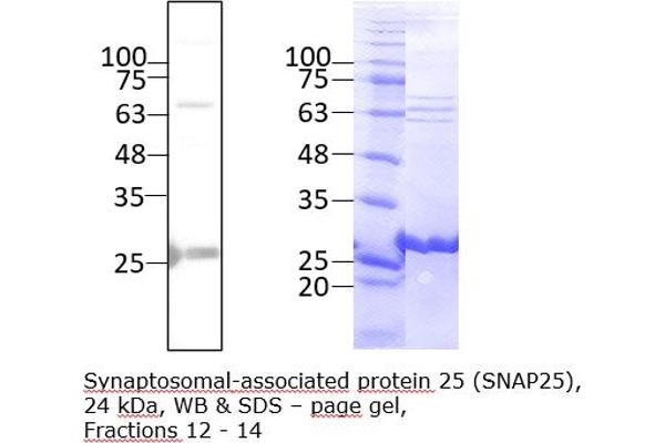 SNAP25 Protein (AA 1-206) (Strep Tag)