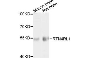 Western blot analysis of extracts of various cell lines, using RTN4RL1 antibody (ABIN6003728) at 1/1000 dilution.