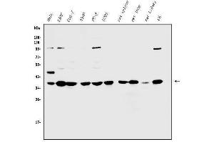 Western blot analysis of Annexin A1/ANXA1 using anti-Annexin A1/ANXA1 antibody (ABIN3043783).