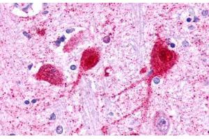 Image no. 1 for anti-Galanin Receptor 3 (GALR3) (C-Term) antibody (ABIN1048647) (GALR3 anticorps  (C-Term))