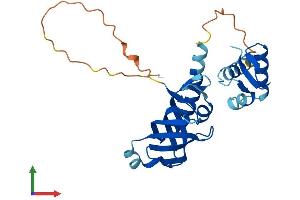 AlphaFold protein structure predicition of Human Recombinant RPA4 Protein, UniprotID Q13156