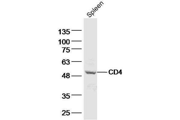 CD4 anticorps  (AA 231-330)