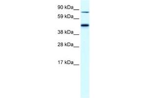 Western Blotting (WB) image for anti-erythrocyte Membrane Protein Band 4.2 (EPB42) antibody (ABIN2460809) (EPB42 anticorps)