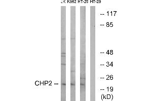 Western blot analysis of extracts from Jurkat cells, K562 cells and HT-29 cells, using CHP2 antibody. (Chp2 anticorps)