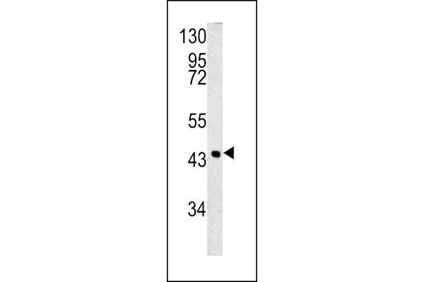 HSPB3 抗体  (N-Term)