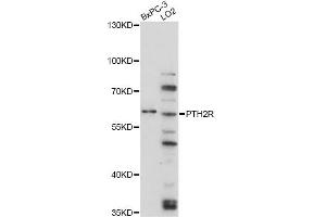 Western blot analysis of extracts of various cell lines, using PTH2R antibody (ABIN6290771) at 1:3000 dilution.