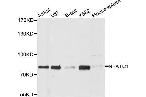 Western blot analysis of extracts of various cell lines, using NFATC1 antibody (ABIN5970728) at 1:3000 dilution. (NFATC1 anticorps)