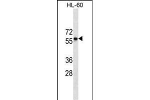 CCR7 Antibody (N-term)(Ascites) ABIN1539975 western blot analysis in HL-60 cell line lysates (35 μg/lane). (CCR7 anticorps  (N-Term))