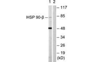 Western blot analysis of extracts from 293 cells, using HSP90B (Ab-226) Antibody. (HSP90AB1 anticorps  (AA 201-250))