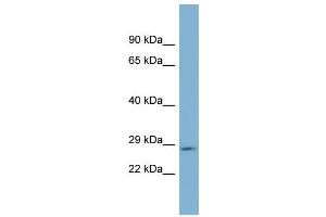 WB Suggested Anti-GH2  Antibody Titration: 0. (Growth Hormone 2 anticorps  (Middle Region))